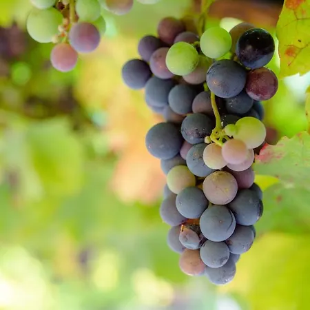 Quinta De Nova - דירה *