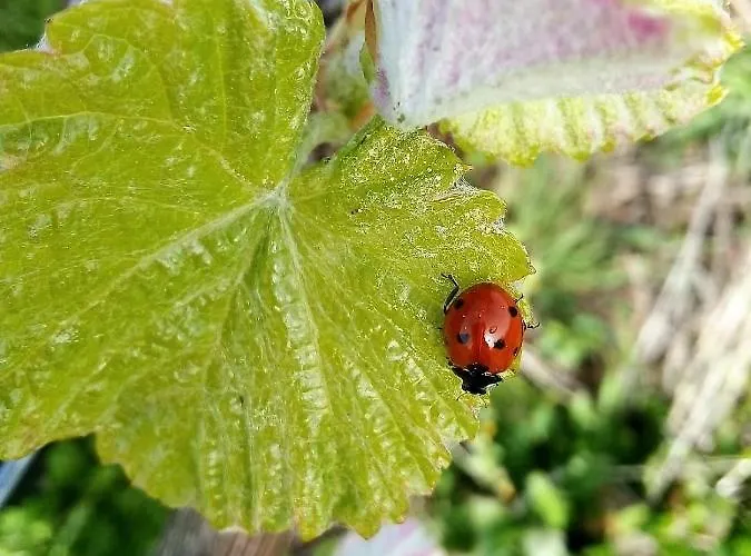 Apartamento Quinta De Nova - Monção