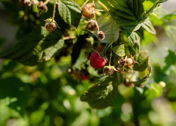 Quinta De Nova - * Monção